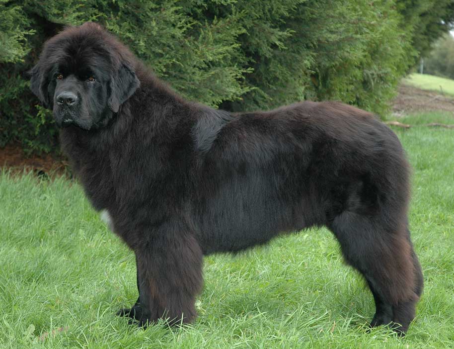 Enzo image 5