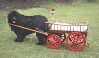 Photograph of a Black Newfoundland dog with a twin-axle cart