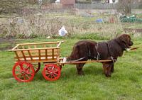 Photograph of a Brown Newfoundland in harness to a cart