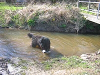Photograph of a Black Newfoundland dog playing in a stream