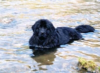 Photograph of a Black Newfoundland dog enjoying the water