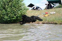 Photograph of a Black Newfoundland taking a flying leap into the water