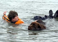 Photograph of a Brown Newfoundland pulling a person back to shore in a simulated water rescue