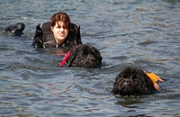Photograph of a pair of black Newfoundlands swimming with their handler