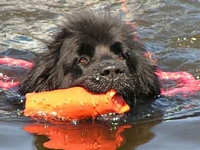 Photograph of a Black Newfoundland retrieving an object in the water