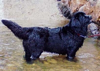 Photograph of a Black Newfoundland in the water