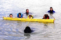 Photograph of a Black Newfoundland towing a beam with several people