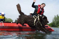 Photograph of a Newfoundland dog jumping from a boat into the water on command