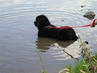 Photograph of a Newfoundland stepping into water