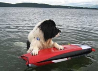 Photograph of Koisty, a White & Black Newfoundland with paws on a body board