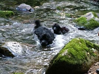 Photograph of a pair of Black Newfoundlands enjoying themselves in a river