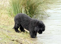 Photograph of Norman, a Black Newfoundland puppy checking out the water