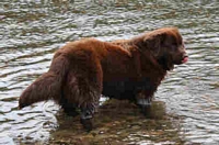Photograph of a Brown Newfoundland standing in the water