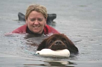 Photograph of a Brown Newfoundland towing his owner to shore