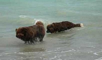 Photograph of a pair of Newfoundland coming out of the sea