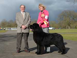 A Black Newfoundland Best In Show winner with handler and judge