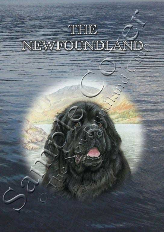 Cover photo of The Newfoundland book