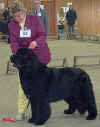 Photograph of the Best In Show winner, Merrybear Thumper