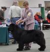 2nd Open Dog