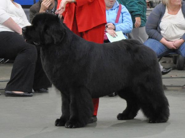 Winner of Special Open Black Dog