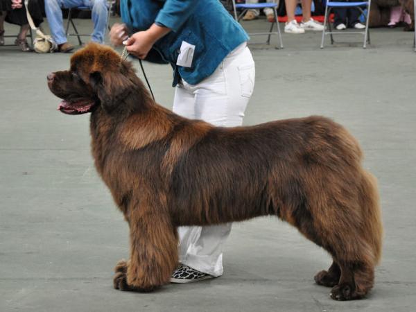 Winner of Special Open Brown Dog