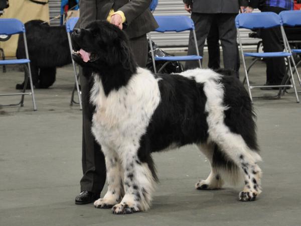 Winner of Special Open White & Black Dog