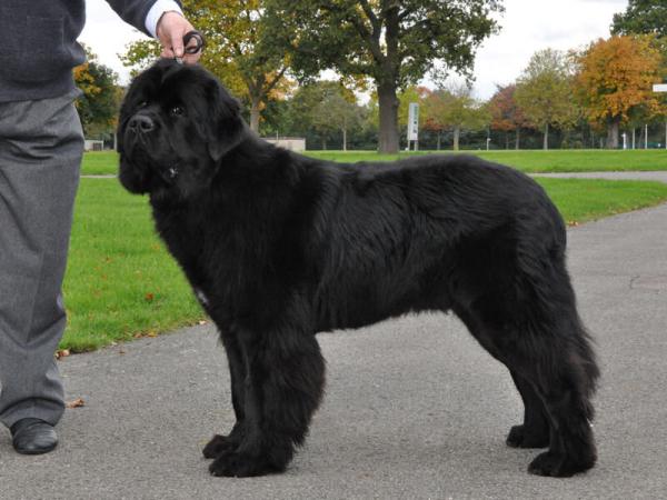 Winner of Yearling Dog