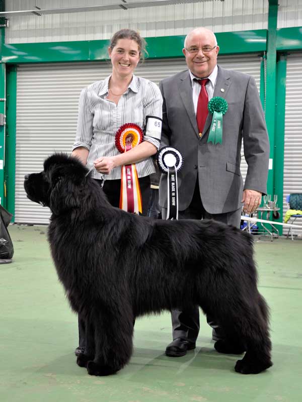 Photograph of the Best In Show winner, Morrelham Highland Park JW