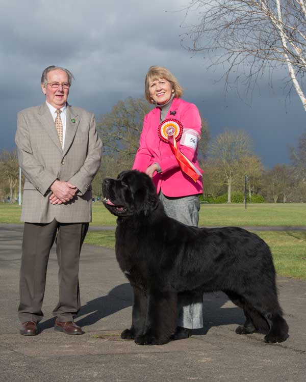 Photograph of the Best In Show winner, New Angels Myguy at Millthorpe, JW