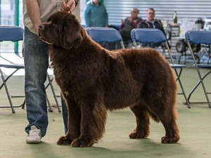 Vodahond Delta Lady