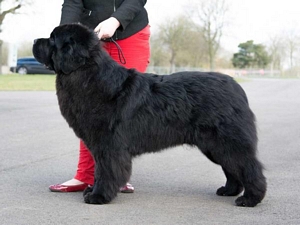 Thickish Newfoundland Zorbas Dance (imp Ita)