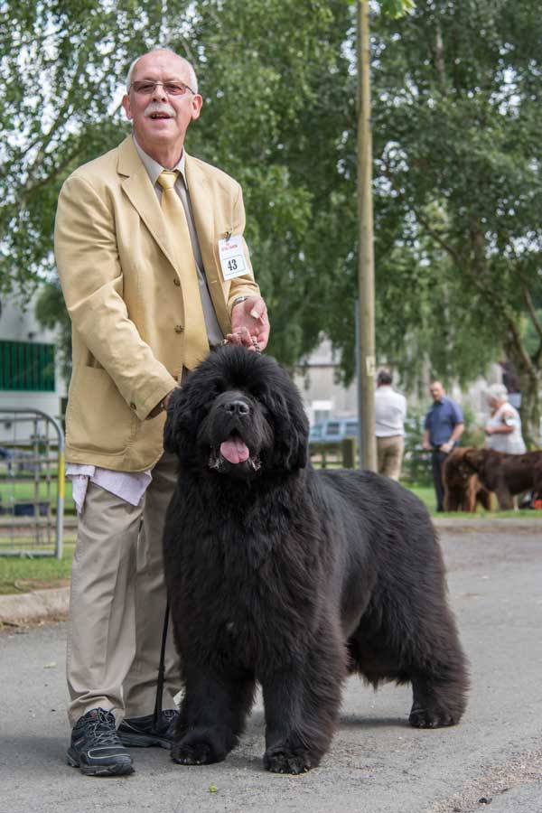 Photograph of the Best In Show winner, Ch. Kenamu Break The Mould Merrybear