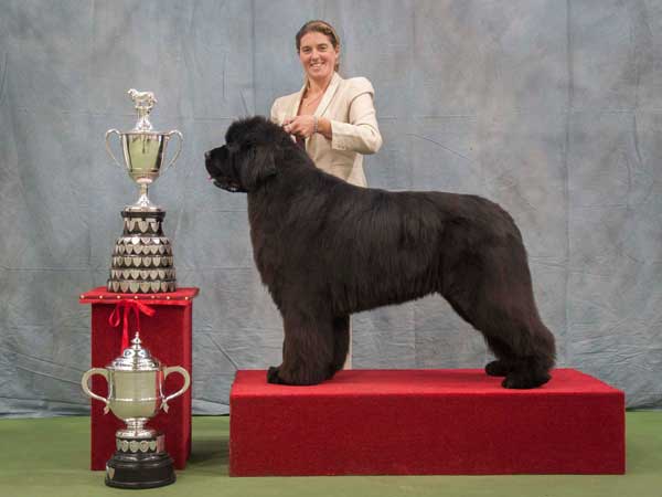 Photograph of the Best In Show winner, Merrybear D'Artagnan