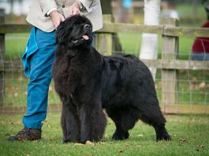 Thickish Newfoundland Ernesto Che Guevara (imp Ita)