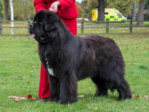 Iron Man Of Joalta Des Ours De Peronne (imp Fra)