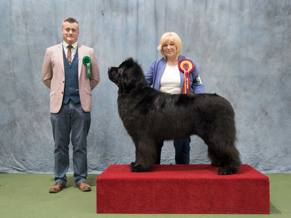 Photograph of the Best In Show winner, Merrybear D'Artagnan