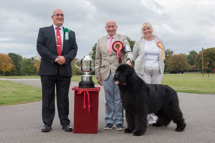 Photograph of the Best In Show winner, Ch. Merrybear D'Artagnan