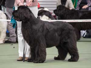 Int. Ch., Lux. Ch., Bel. Ch., Ch New Angels Million Dollar Baby (Imp Bel) JW ShCM