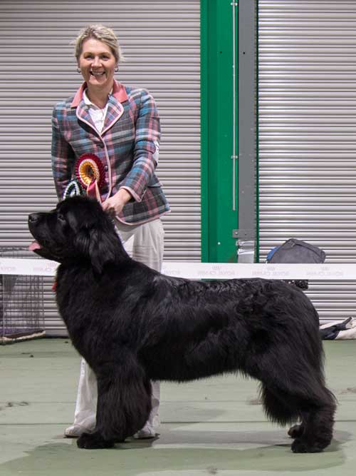 Photograph of the Best In Show winner, Merrybear D'Artagnan