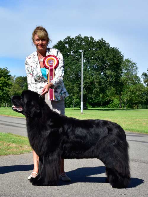 Photograph of the Best In Show winner, Ch. Darkpeak Fallen Angel