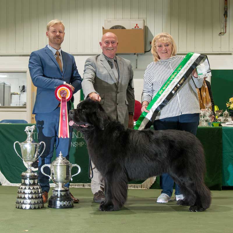 Photograph of the Best In Show winner, Merrybear D'Artagnan