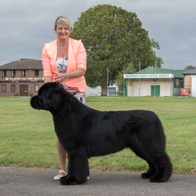 Photograph of the Best In Show winner, Ch. & Am. Ch. Mainland Anchorbay Now I Know My ABC's