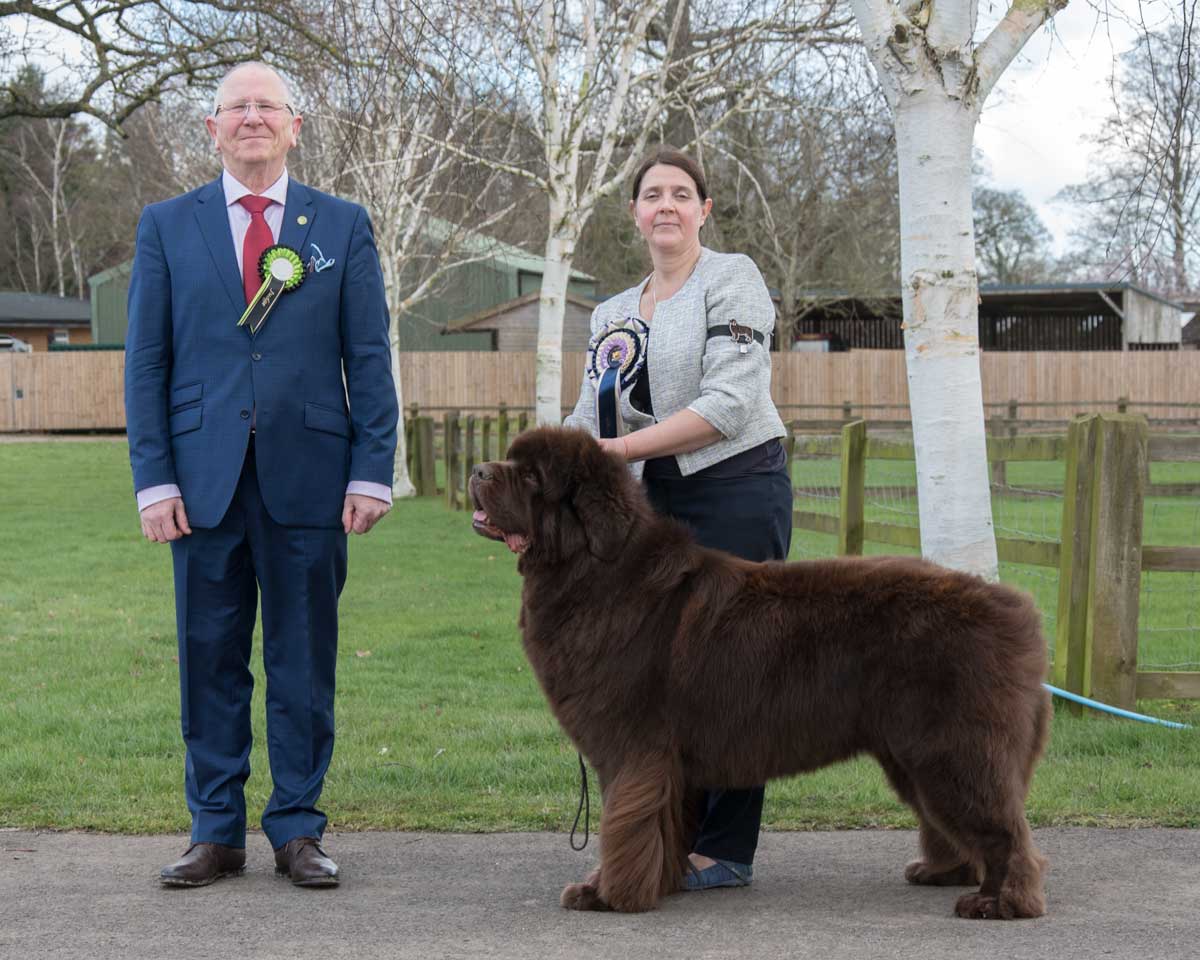 the working newfoundland club