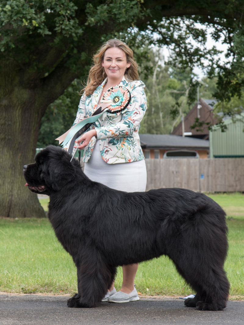 Best In Show winner, Ch. Millthorpe Mr Rochester, JW, ShCM, ShCEx, OSW