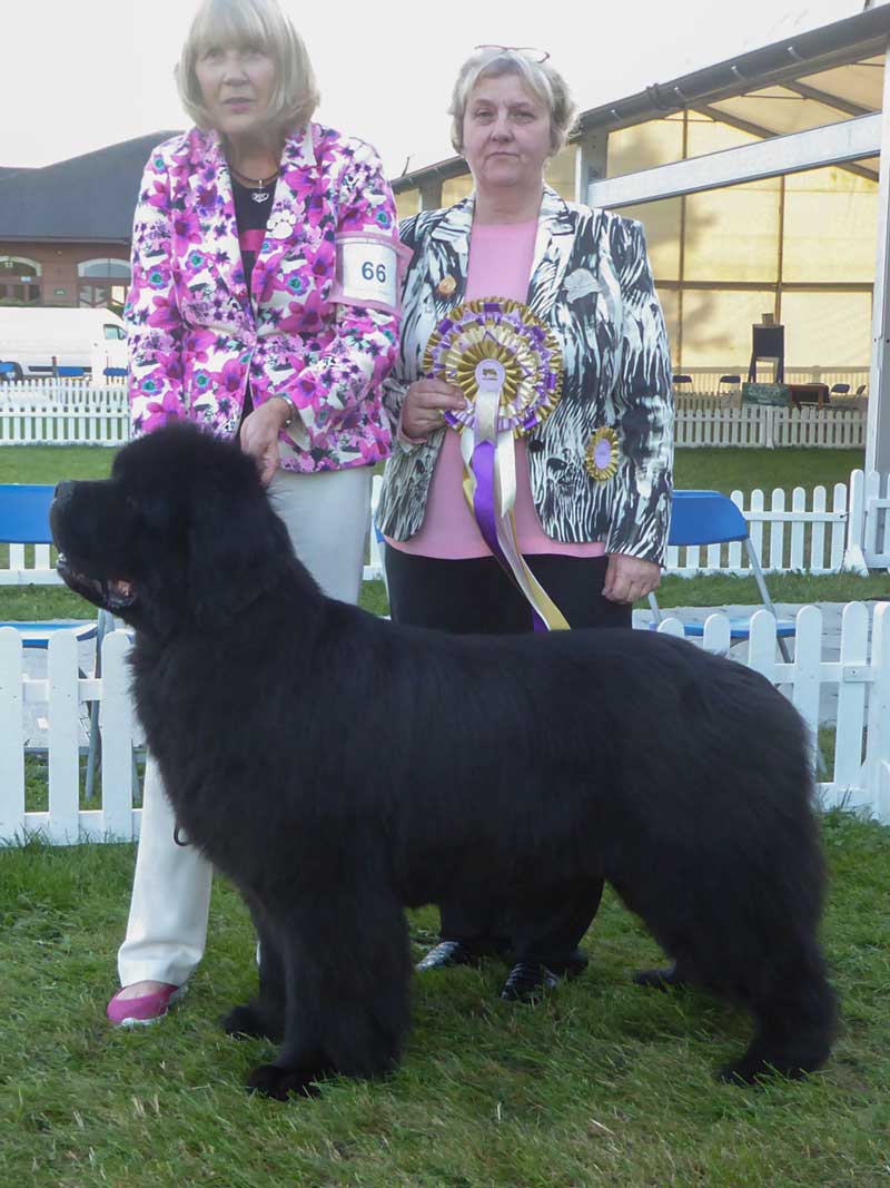 Best In Show winner, Ch. Millthorpe Mr Rochester, JW ShCM, ShCEx OSW