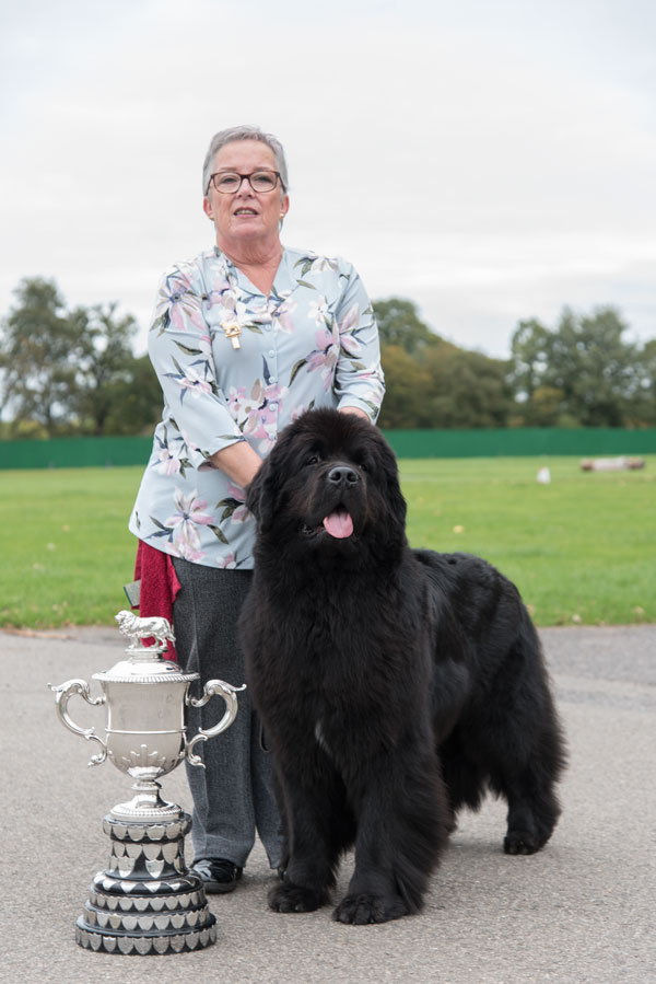 Reserve Best In Show at the 07 August 2021 Newfoundland Club Open Show