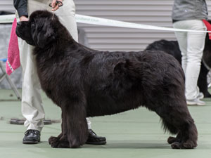 Ir. Ch. King Of Helluland My Queen at Titanbears (Imp Svk), JW, ShCM, ShCEx, OSW
