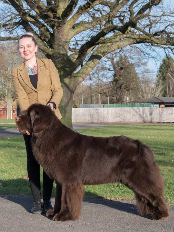 Best Brown In Show at the 26 February 2022 Newfoundland Club Open Show