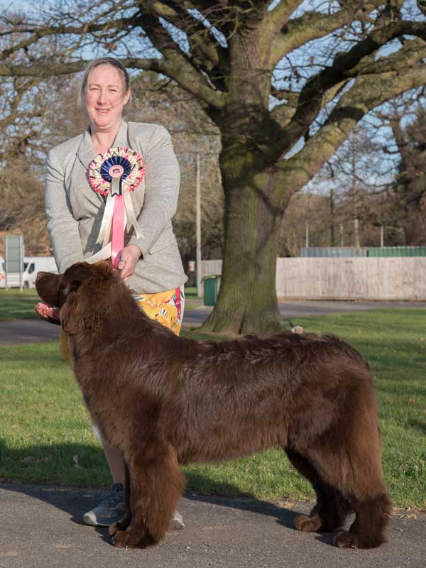 Best Puppy In Show at the 26 February 2022 Newfoundland Club Open Show