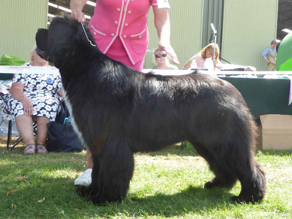 Best In Show at the 16 July 2022 Newfoundland Club Open Show